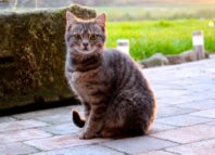 Куда пристроить котенка, кошку