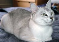 бурмилла