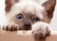 до какого возраста растут коты