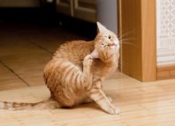 как вытащить клеща у кота