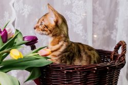 Конкурс в инстаграм «Мой кот мартовский»