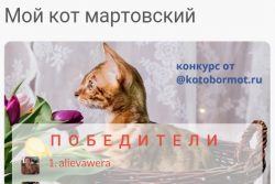 Итоги конкурса «Мой кот мартовский»