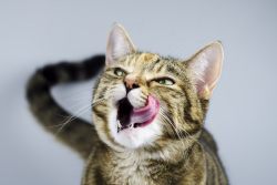 Консервы для кошек Schesir – итальянское качество во всех аспектах