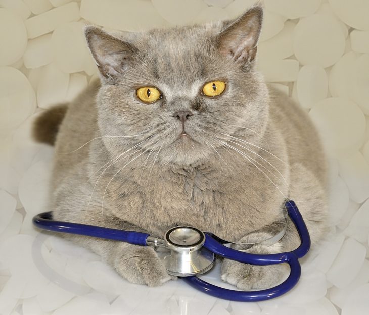 Иммунодефицит кошек лечение в домашних условиях thumbnail