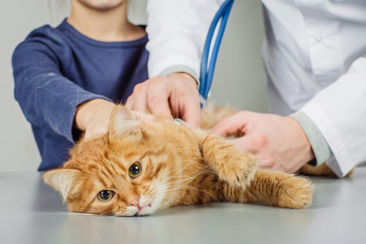 Гиперпаратиреоз у кошек