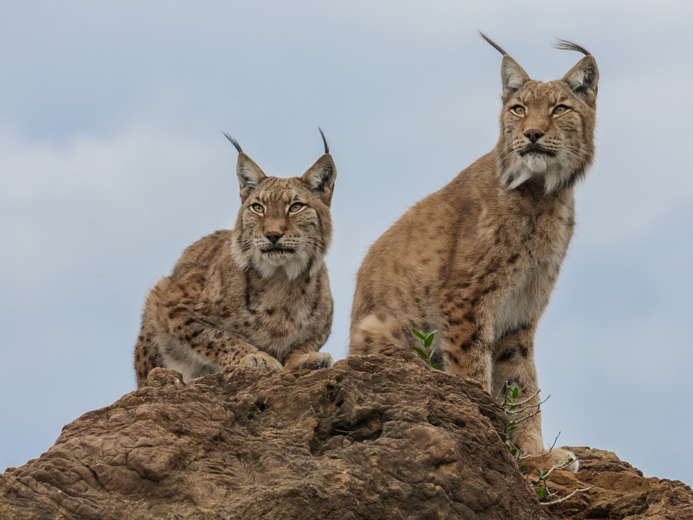 Обзор сухого корма Taste of the wild