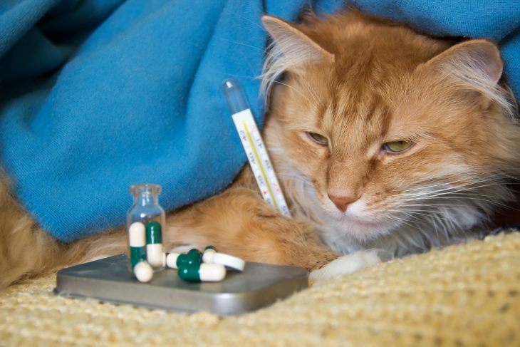 Бордетелла бронхисептика у кошек