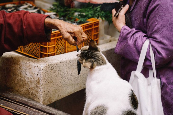 Какие глисты бывают у кошек