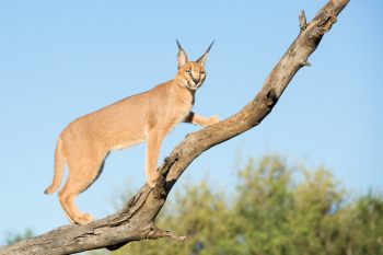 Обзор консервированного корма Taste of the wild
