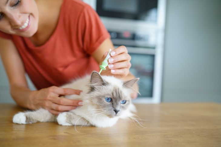 Аллергический блошиный дерматит кошек – что нужно знать