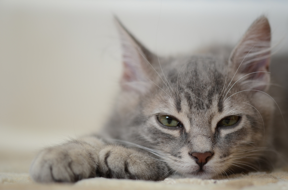 Картинки ты мой кот мурчит