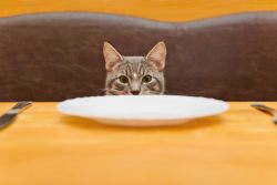Сколько раз в день кормить кошку?