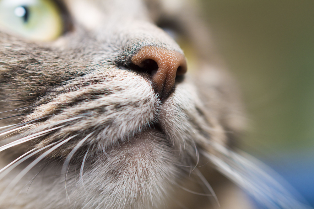 Кот с опухшим носом фото