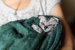 Как купать котенка: советы и рекомендации