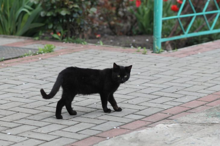 Кошки Черного Цвета Фото