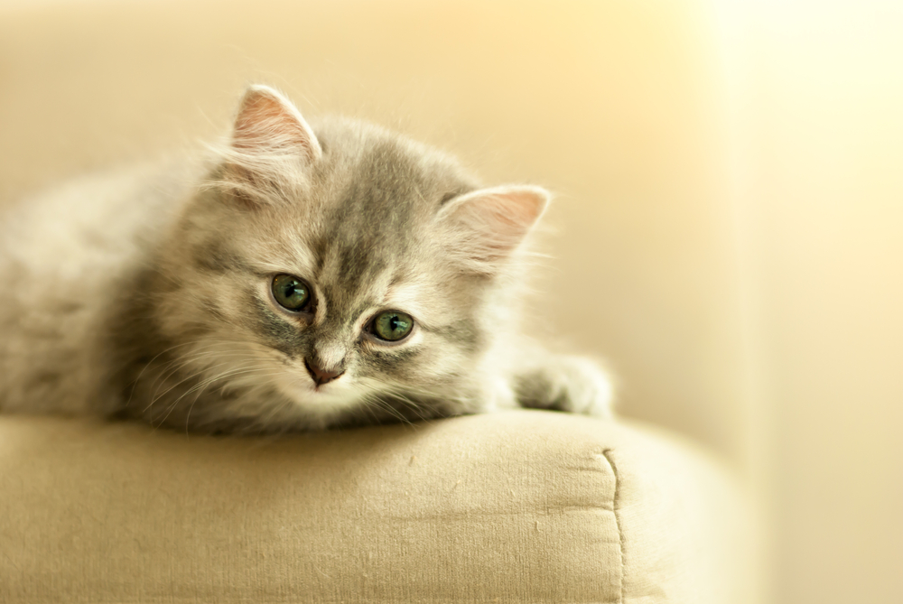 девушка с кошкой на руках. коты нос к носу. рука гладит кота. как сделать кошку ласковой. котика гладят.