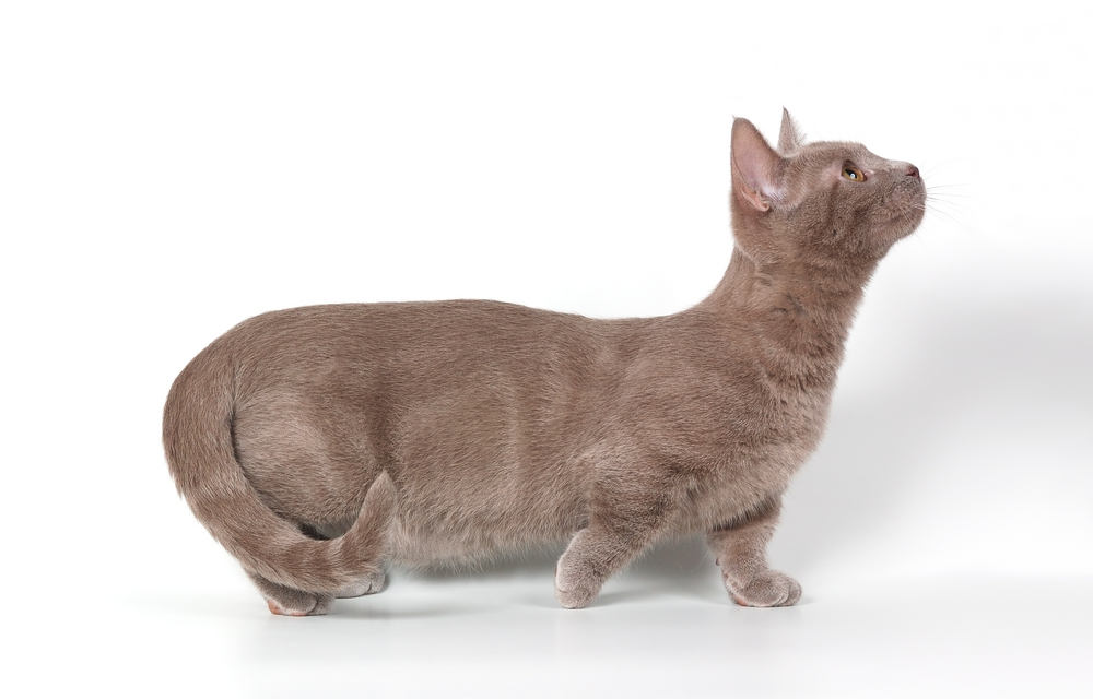 Манчкин коты