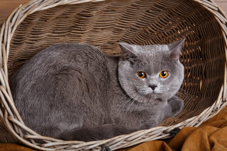 Британская Короткошерстная Кошка Фото Описание