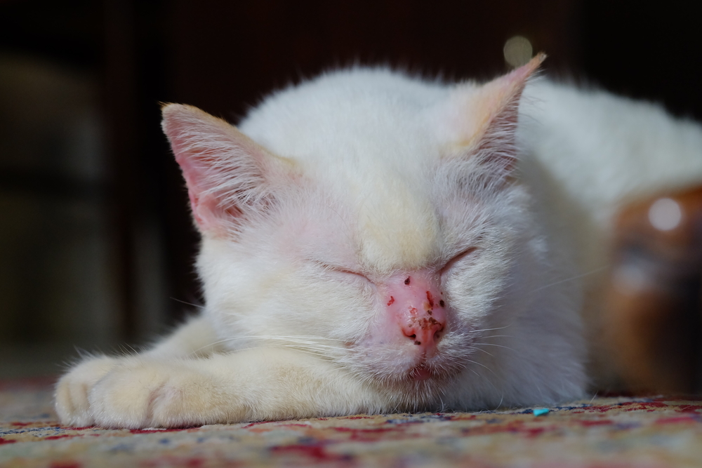 Управление пузырчаткой у котов и кошек