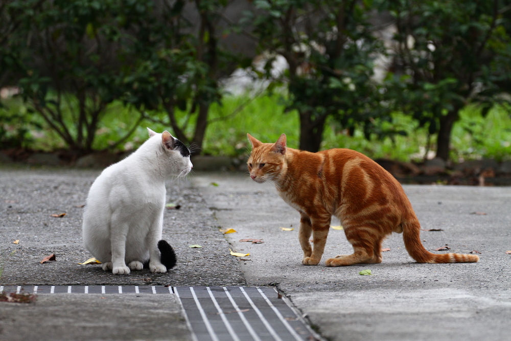 Звуки гуляющих котов. Кот гуляет. Коты гуляют фото. Мура кошка.