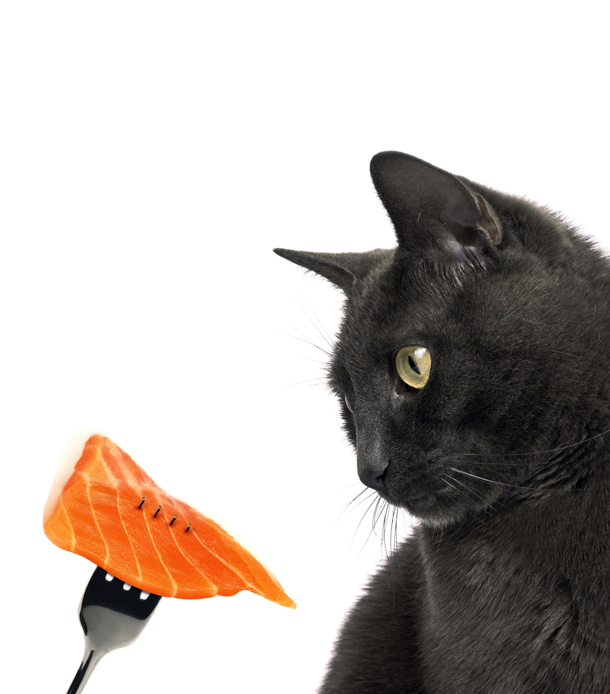 Можно кормить кошек рыбой. Рыба кошка. Котик кушает. Кошка кушает рыбу. Кот жрет рыбу.