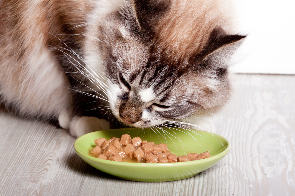 Cat eating chips. Диетология кошек. Влажный корм для кошек. Натуральное питание для кошек. Cat food.