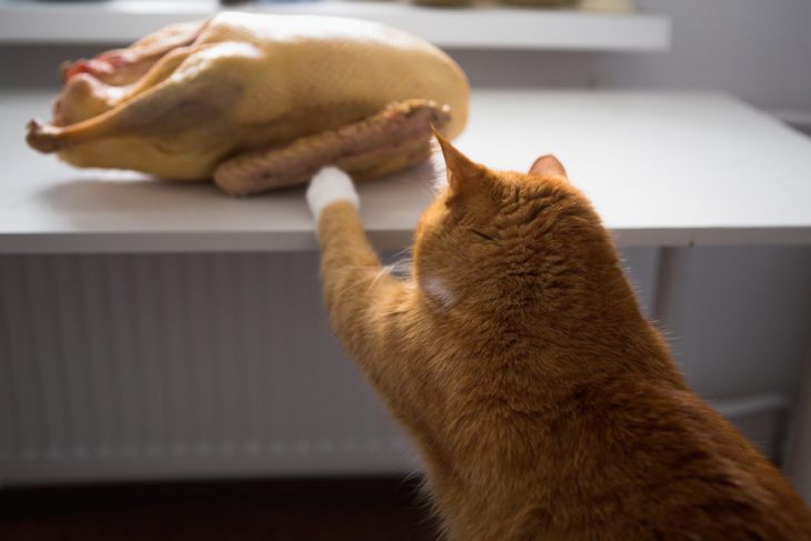 Чем кормить кошку — плюсы и минусы разных типов кормления. Сухой корм, натуральное питание, влажный корм