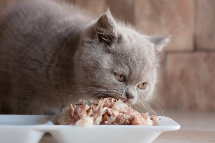 Чем кормить кошку — плюсы и минусы разных типов кормления. Сухой корм, натуральное питание, влажный корм
