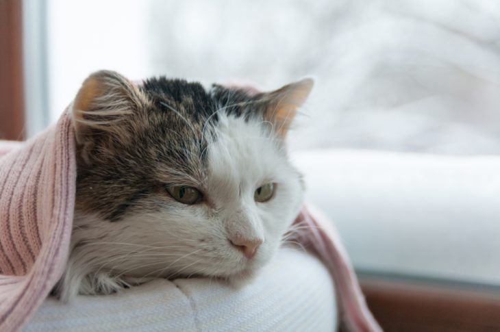 Вирусный лейкоз кошек: симптомы, диагностика, лечение и прогноз