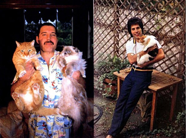 Кошки знаменитостей — известные музыканты и их кошки