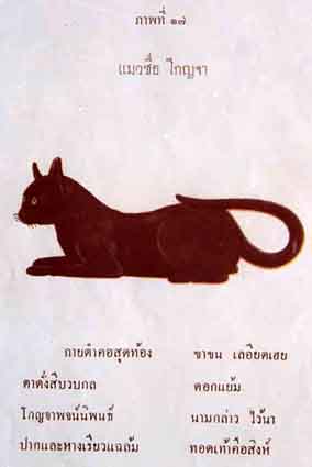 Кошки в Таиланде — 5 аборигенных пород из древнего Сиама