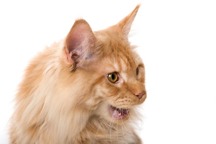 Полип в носу у кошки: причины появления и лечение назофарингеальных полипов