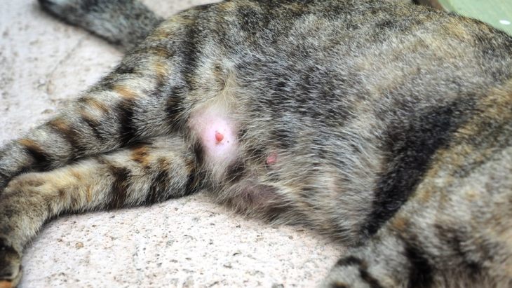 Онкология молочной железы у кошки фото
