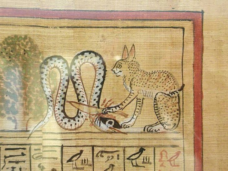 Египетская мау — загадочная любимица древних фараонов