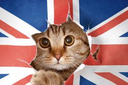 Кошки Туманного Альбиона — английские породы кошек