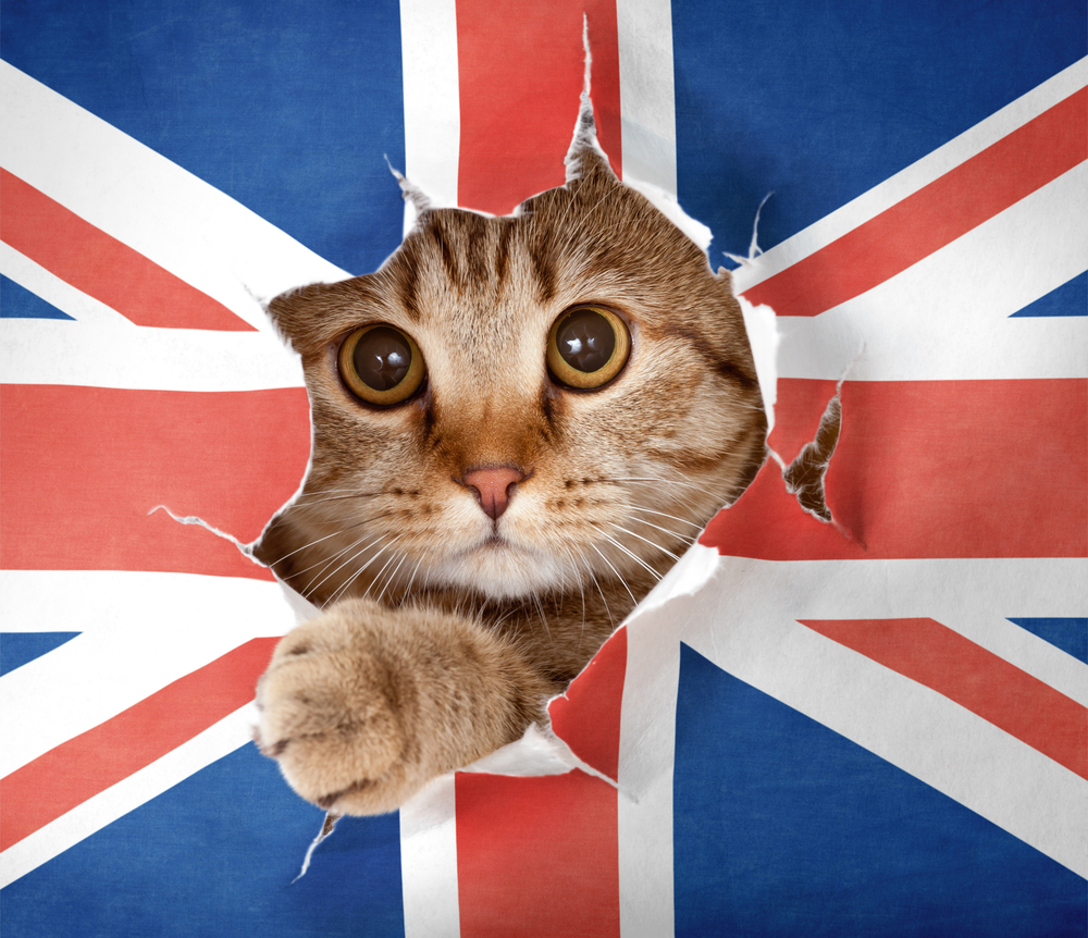 Кот с британским флагом