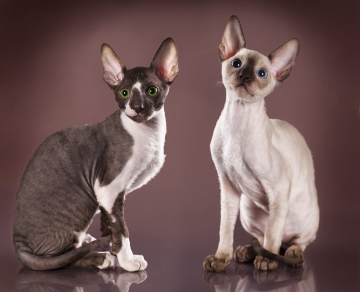 Кошки Туманного Альбиона - английские породы кошек