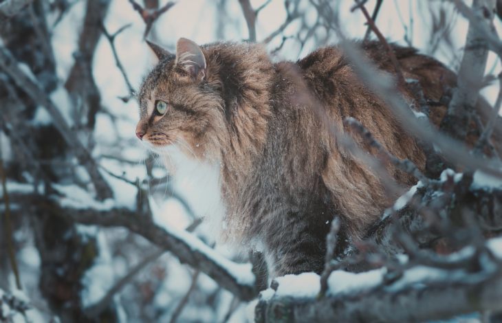 Самые большие коты и кошки — фото кошек крупных пород