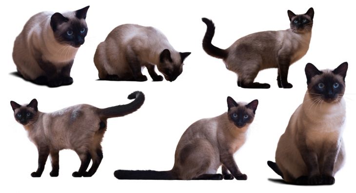 Разница между сиамской и тайской кошкой с фото