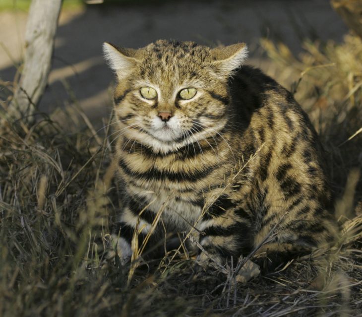 Дикие кошки на грани исчезновения