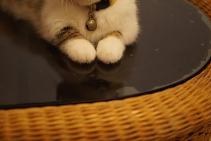 Порода кошек менуэт (наполеон) — мал золотник, да дорог