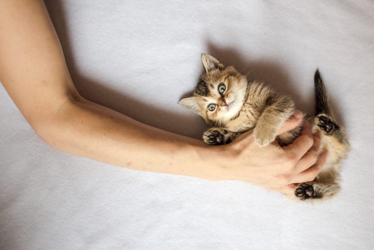 Дисбактериоз у кошек – миф или реальность?