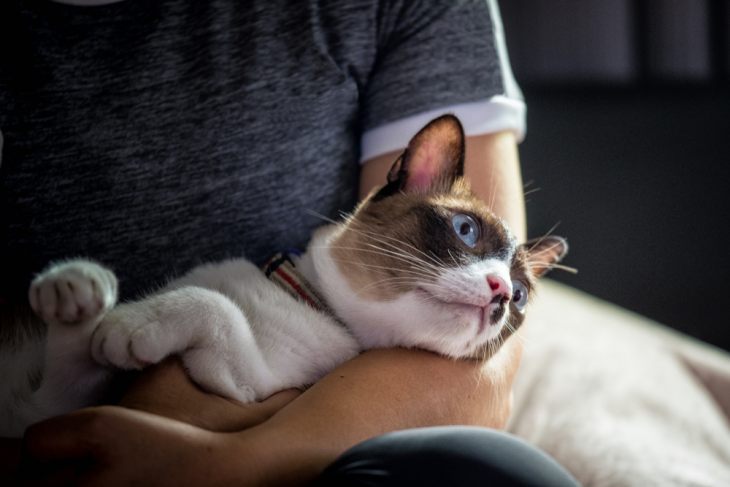 Порода кошек сноу шу: кошка-белоножка