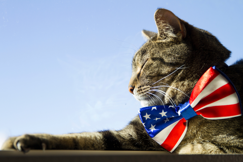 Американская порода кошек название thumbnail