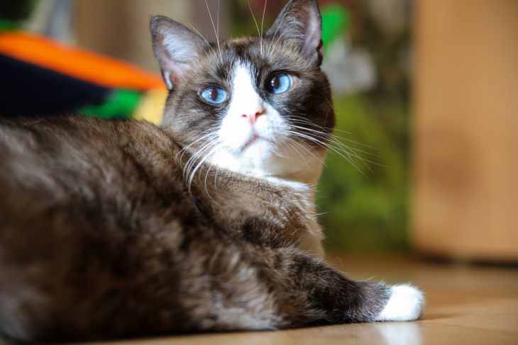 Порода кошек сноу шу: кошка-белоножка