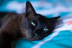 Тонкинская кошка — два бездонных океана глаз