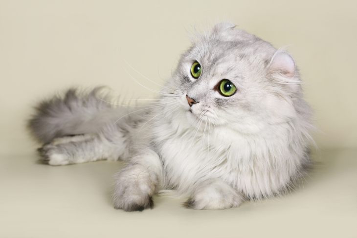 Американские породы кошек — кошки родом из США