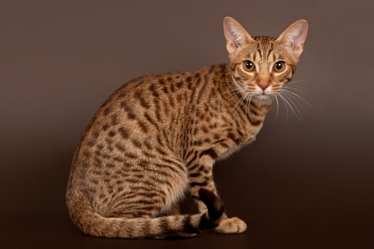 Американские породы кошек — кошки родом из США