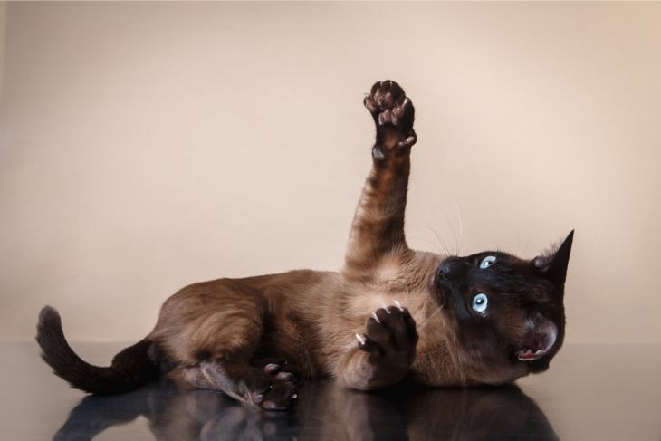 Тонкинская кошка — два бездонных океана глаз